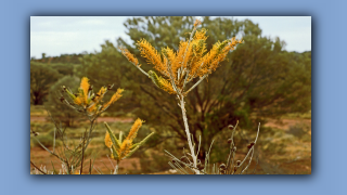 1993_NT_D05-13-47_Honig-Grevillea (Grevillea eriostachya).jpg